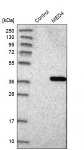 Anti-MED4 antibody produced in rabbit HPA006232-100UL