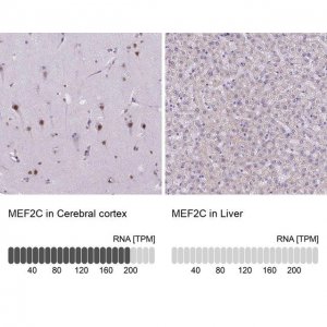 Anti-MEF2C antibody produced in rabbit 