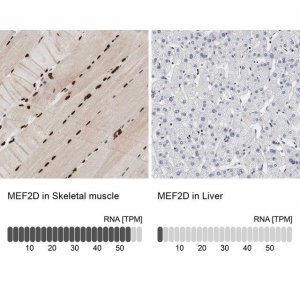 Anti-MEF2D antibody produced in rabbit 