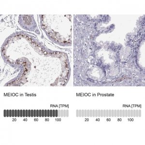 Anti-MEIOC antibody produced in rabbit 