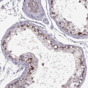 Anti-MEIOC antibody produced in rabbit 
