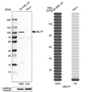 Anti-MELTF antibody produced in rabbit 