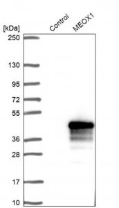 Anti-MEOX1 antibody produced in rabbit 