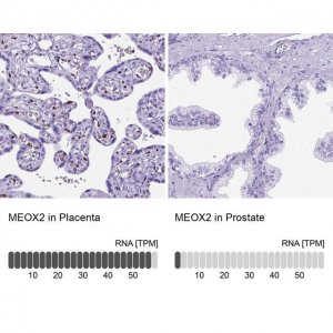 Anti-MEOX2 antibody produced in rabbit 