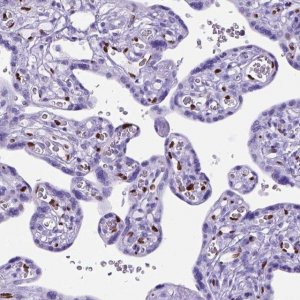 Anti-MEOX2 antibody produced in rabbit 