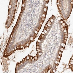 Anti-MEP1A antibody produced in rabbit 