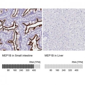 Anti-MEP1B antibody produced in rabbit 