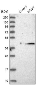 Anti-MEST antibody produced in rabbit 
