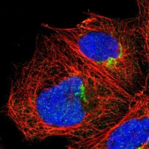 Anti-MEST antibody produced in rabbit 