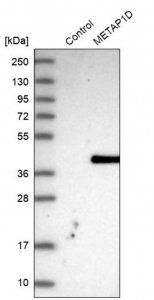 Anti-METAP1D antibody produced in rabbit 
