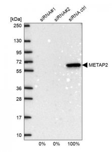 Anti-METAP2 antibody produced in rabbit 