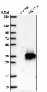 Anti-METTL6 antibody produced in rabbit 