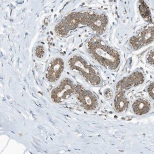 Anti-METTL6 antibody produced in rabbit 