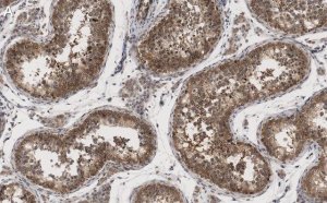 Anti-METTL7A Antibody, clone 1O8 ZooMAb Rabbit Monoclonal 