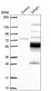 Anti-MFAP1 antibody produced in rabbit 