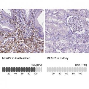 Anti-MFAP2 antibody produced in rabbit 