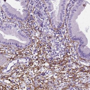 Anti-MFAP2 antibody produced in rabbit 