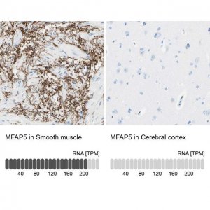 Anti-MFAP5 antibody produced in rabbit 