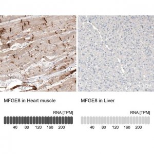 Anti-MFGE8 antibody produced in rabbit 