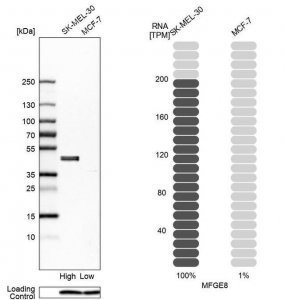 Anti-MFGE8 antibody produced in rabbit 