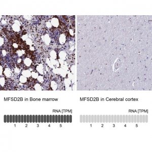 Anti-MFSD2B antibody produced in rabbit 
