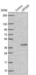 Anti-MFSD5 antibody produced in rabbit 