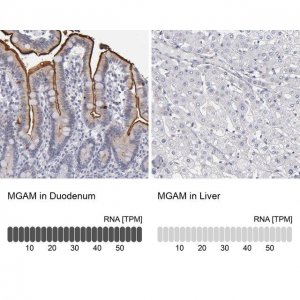 Anti-MGAM antibody produced in rabbit 