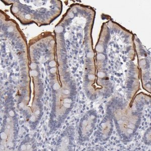 Anti-MGAM antibody produced in rabbit 