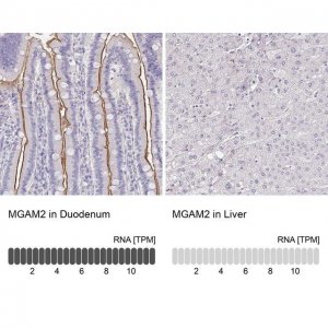 Anti-MGAM2 antibody produced in rabbit 