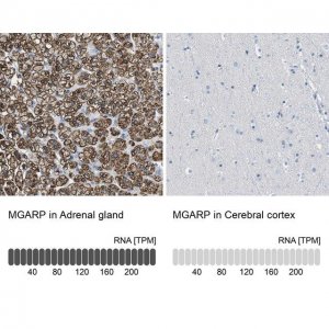 Anti-MGARP antibody produced in rabbit 