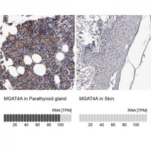Anti-MGAT4A antibody produced in rabbit 