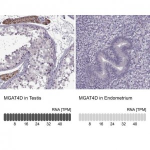 Anti-MGAT4D antibody produced in rabbit 