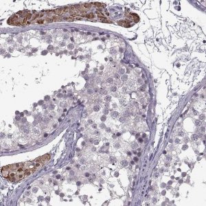 Anti-MGAT4D antibody produced in rabbit 