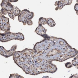 Anti-MGLL antibody produced in rabbit 