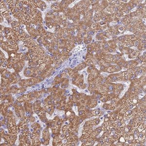 Anti-MGST1 antibody produced in rabbit 