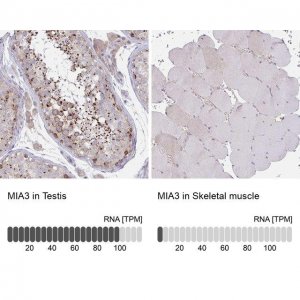 Anti-MIA3 antibody produced in rabbit 