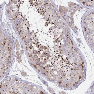 Anti-MIA3 antibody produced in rabbit 