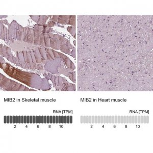 Anti-MIB2 antibody produced in rabbit 