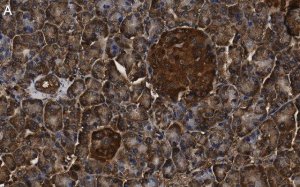 Anti-MICA Antibody, clone 4F8 ZooMAb Rabbit Monoclonal 