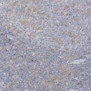 Anti-MICAL1 antibody produced in rabbit 