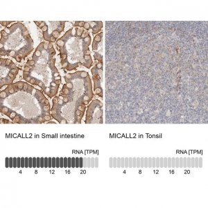 Anti-MICALL2 antibody produced in rabbit 