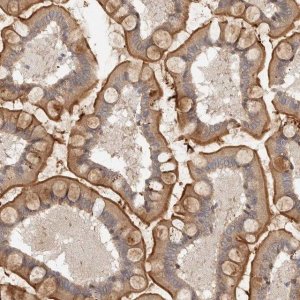 Anti-MICALL2 antibody produced in rabbit 
