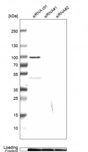 Anti-MICU1 antibody produced in rabbit 