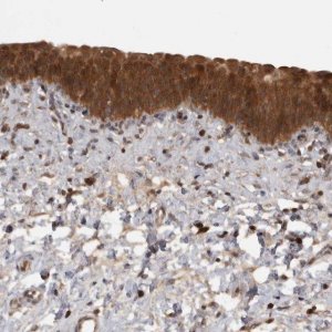 Anti-MICU3 antibody produced in rabbit 
