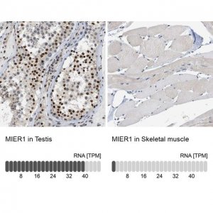 Anti-MIER1 antibody produced in rabbit 