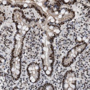 Anti-MIER1 antibody produced in rabbit 