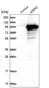 Anti-MIER2 antibody produced in rabbit 
