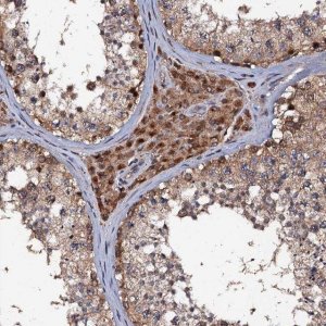 Anti-MIER2 antibody produced in rabbit 