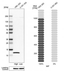 Anti-MIF antibody produced in rabbit 