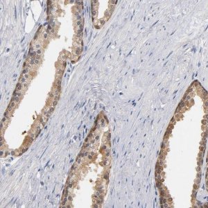 Anti-MIF antibody produced in rabbit 